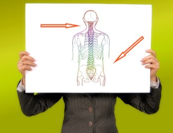 spinal cord